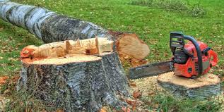Best Arborist Consultation Services  in Interlaken, CA