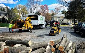 Best Tree Maintenance Programs  in Interlaken, CA