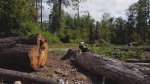Trusted Interlaken, CA Tree Care Experts