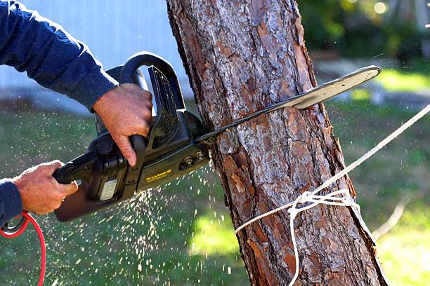 Best Tree Removal  in Interlaken, CA