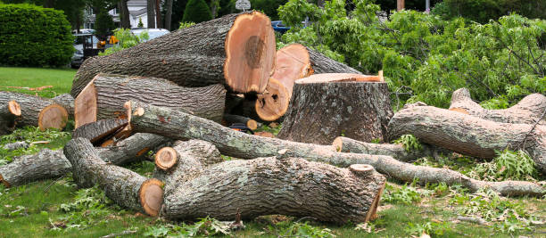 Best Tree Risk Assessment  in Interlaken, CA