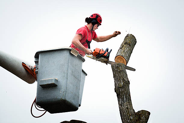 How Our Tree Care Process Works  in  Interlaken, CA
