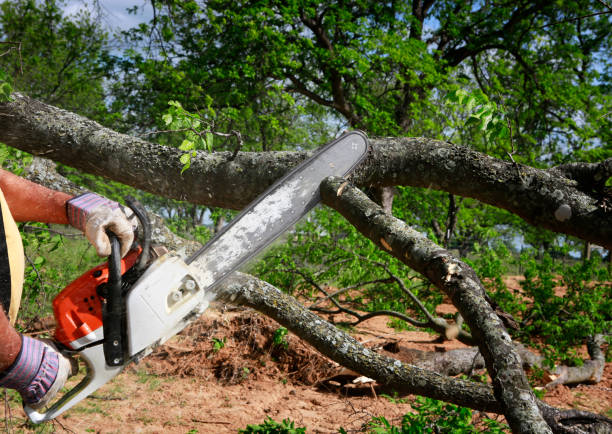 Best Tree Trimming and Pruning  in Interlaken, CA